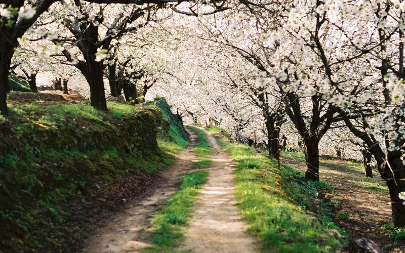 fiesta del cerezo en flor valle del jerte 2018